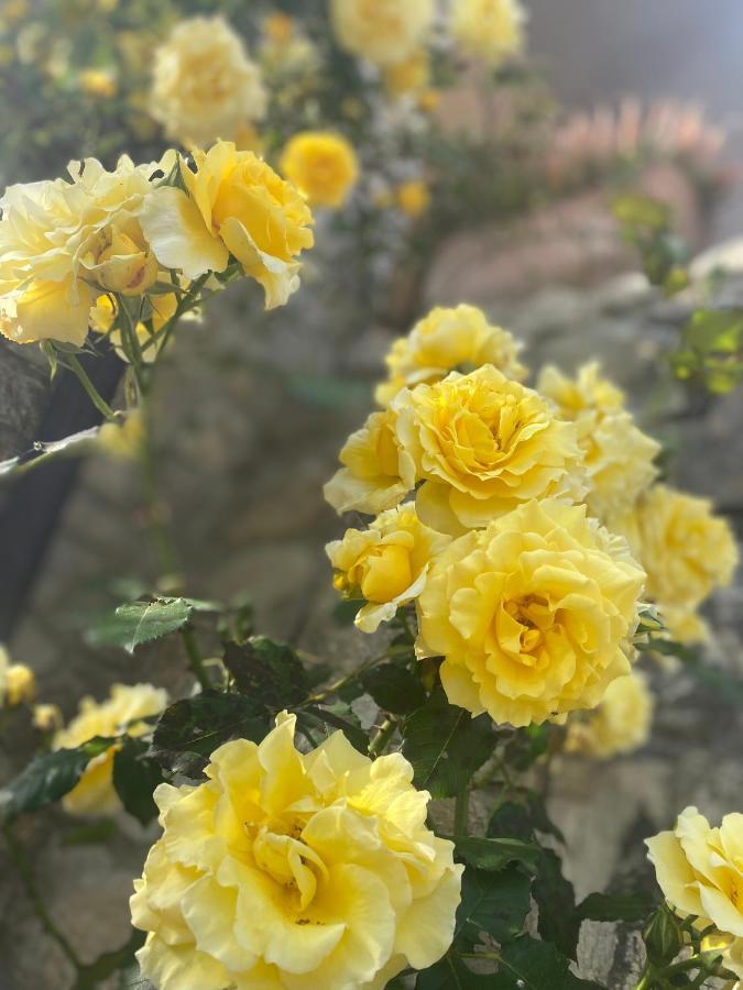 B&B Fior Di Toscana セッラヴァッレ・ピストイエーゼ エクステリア 写真